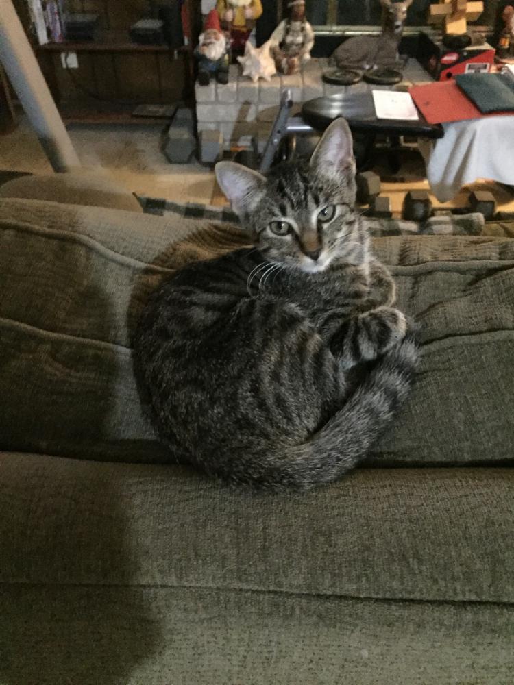 Image of Annie, Lost Cat
