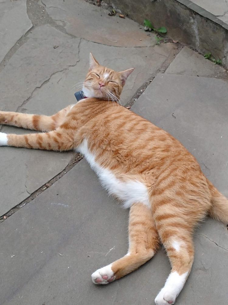 Image of Melvin, Lost Cat