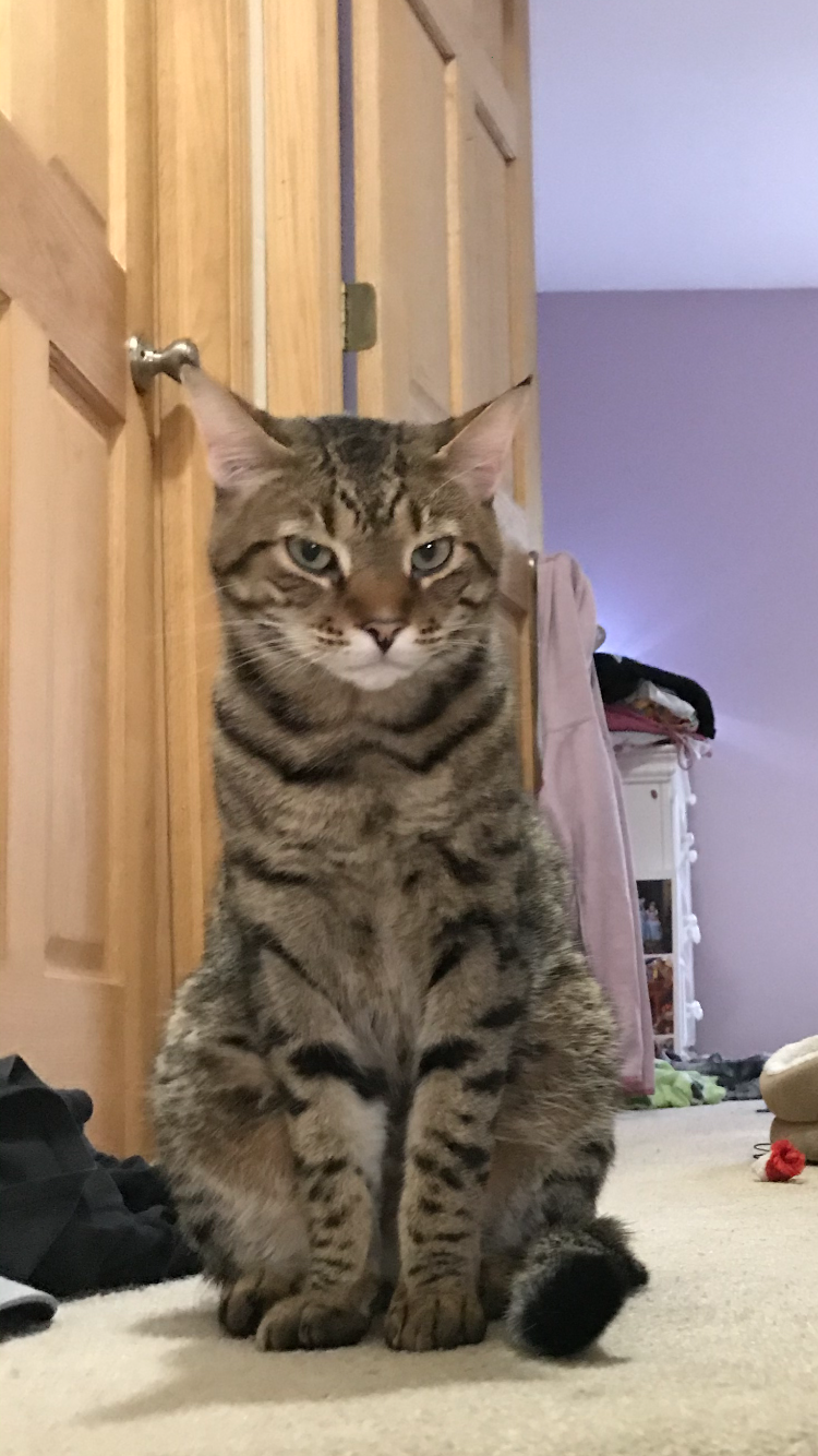 Image of King, Lost Cat