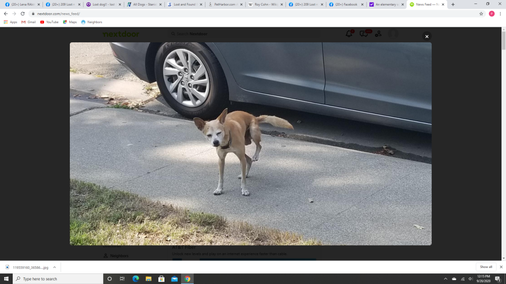 Image of UNKNOWN;, Found Dog