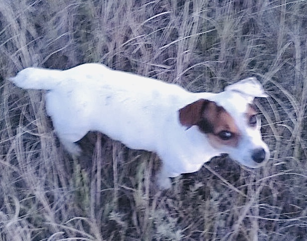 Image of Randa, Lost Dog