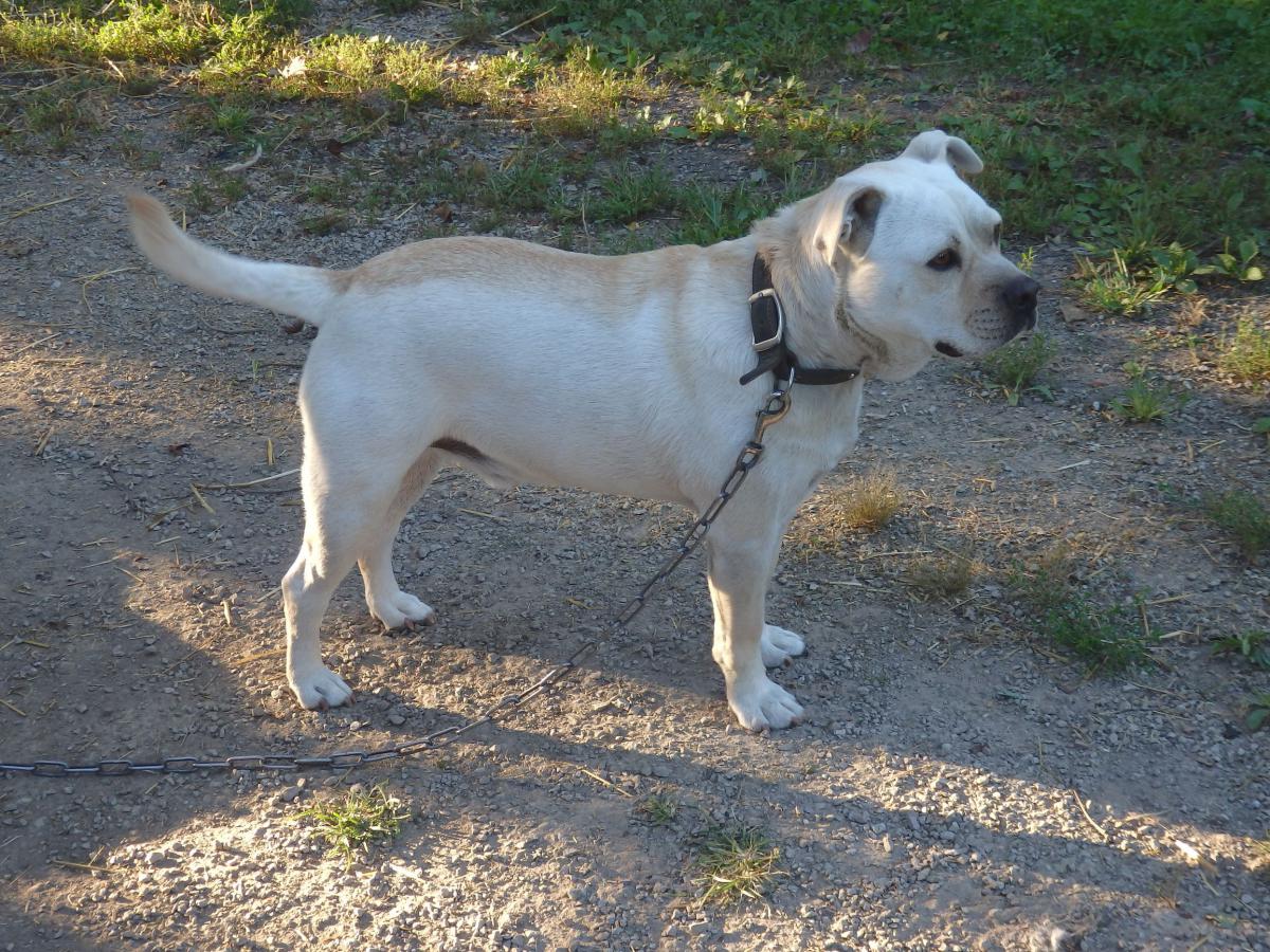 Image of Buckwheat, Lost Dog