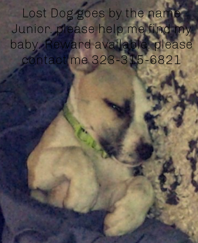 Image of Junior, Lost Dog