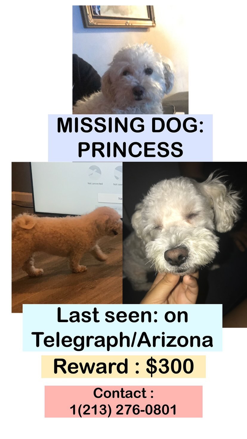 Image of Princess, Lost Dog