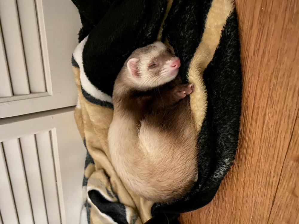 Image of Reese, Lost Ferret