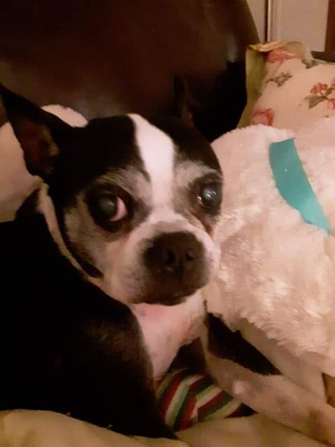 Image of Buggsy, Lost Dog