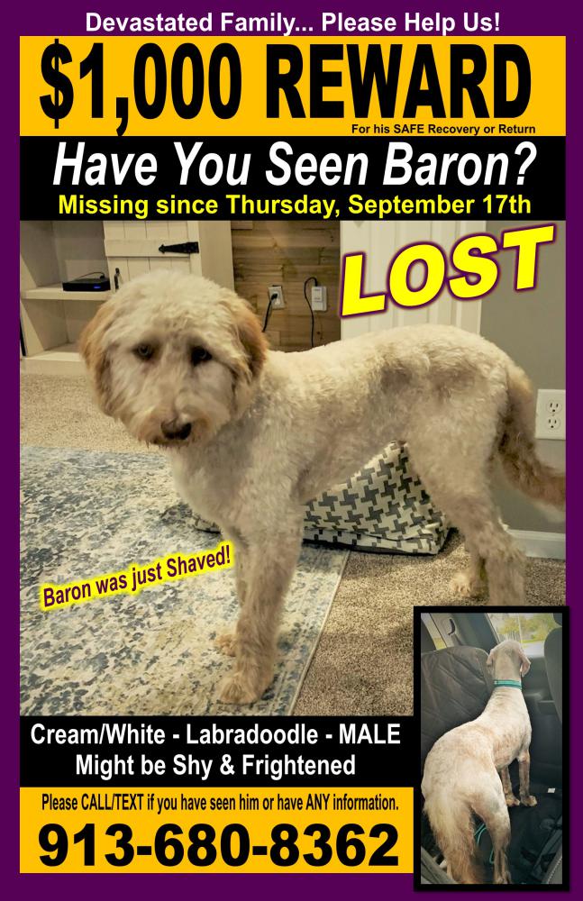 Image of Baron, Lost Dog
