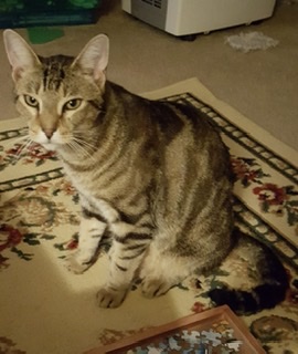 Image of Bunny, Lost Cat