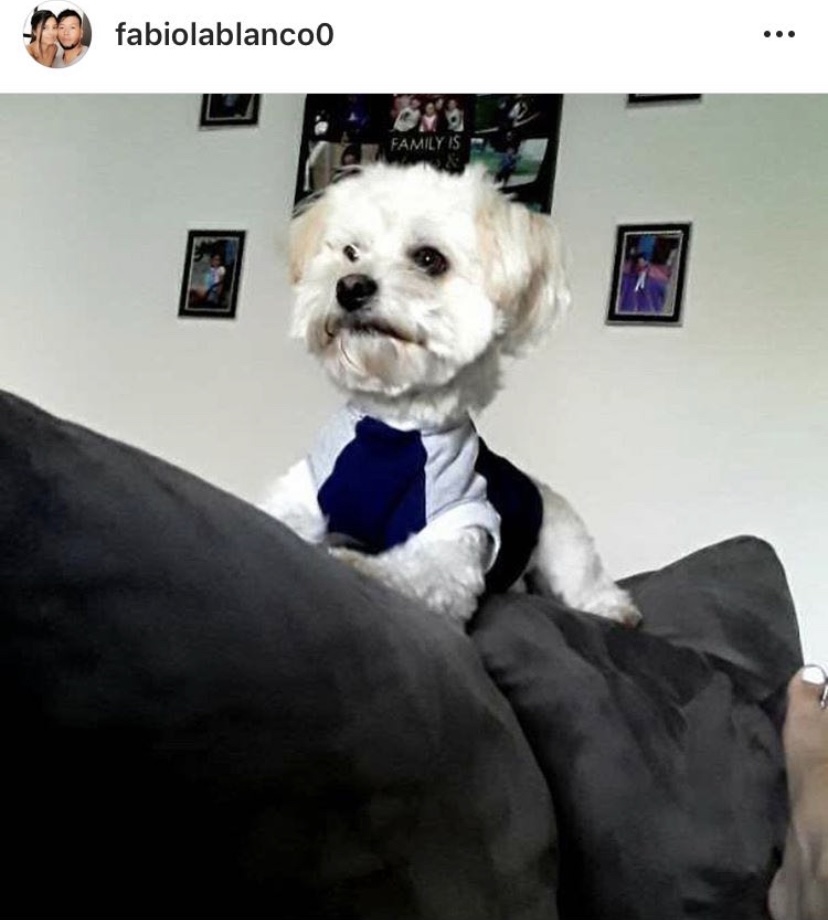 Image of Bengy, Lost Dog