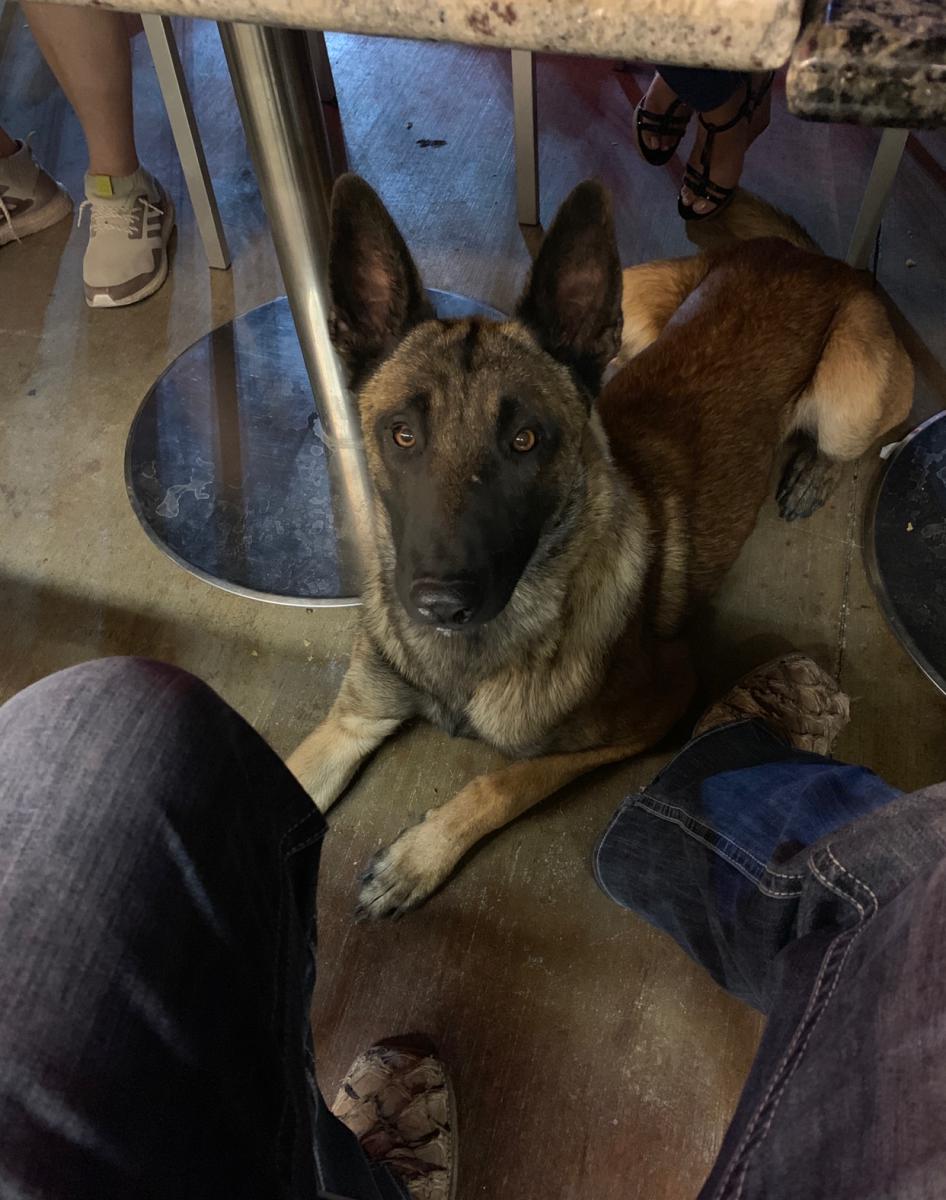 can a belgian malinois be a service dog