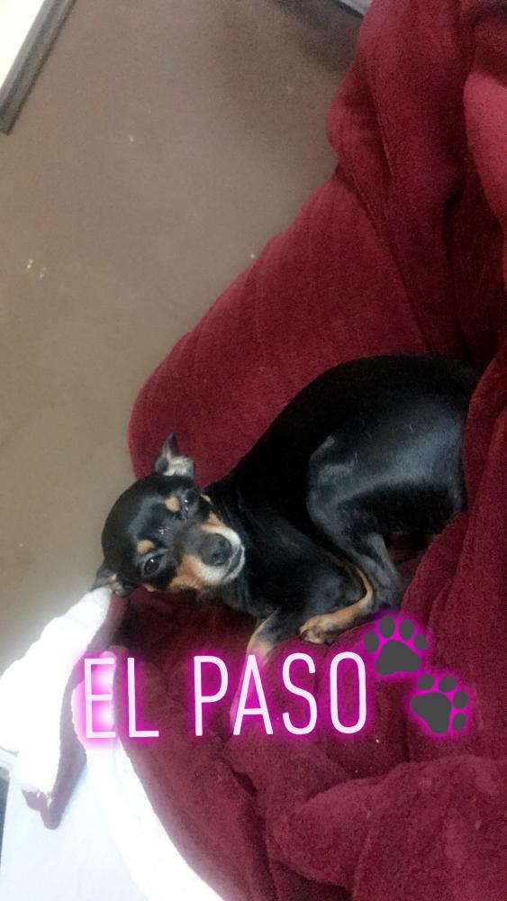 Image of El paso, Lost Dog