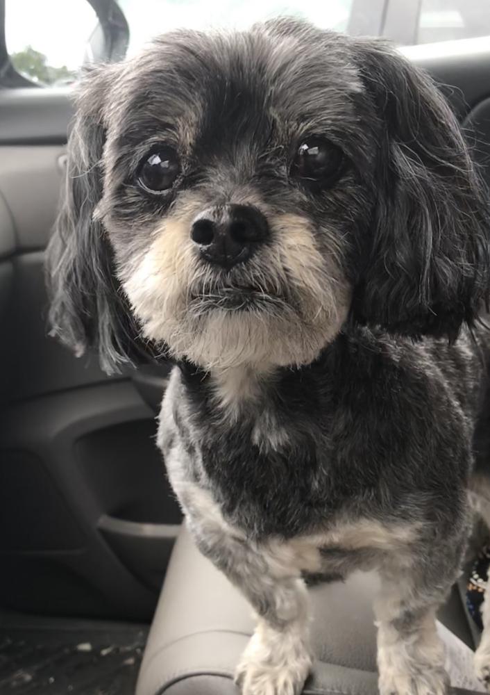 Image of Pixie, Lost Dog