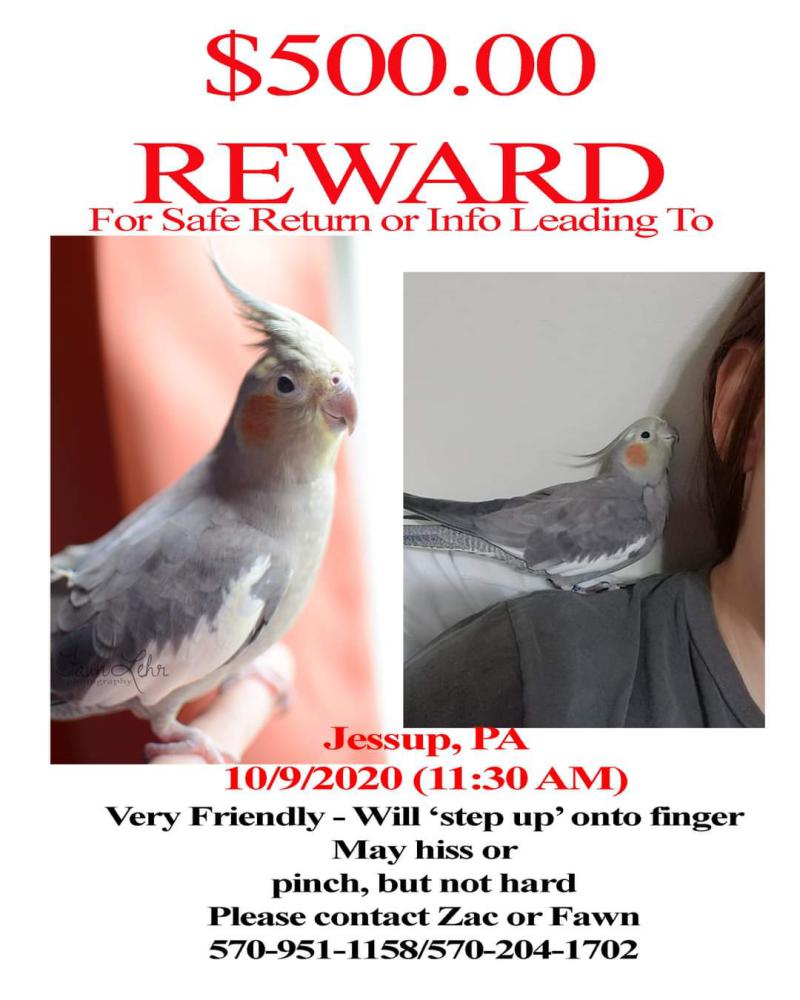 Image of Rosie, Lost Bird