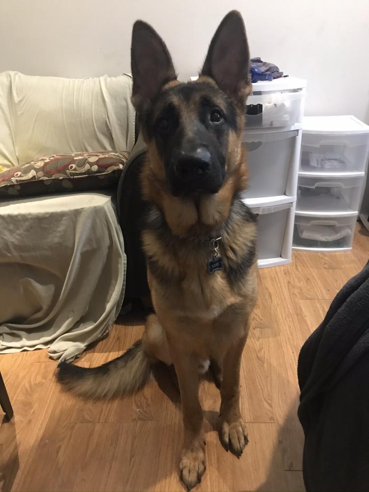 Lost Dog German Shepherd in GURNEE, IL - Lost My Doggie