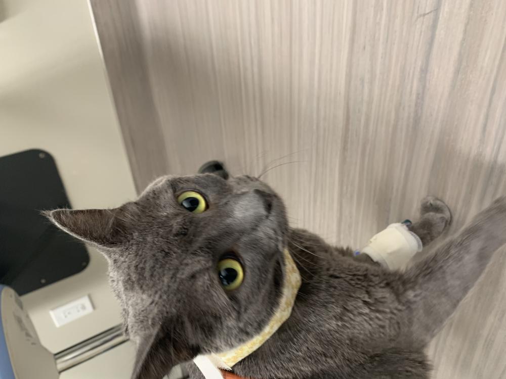 Image of Smokes, Lost Cat