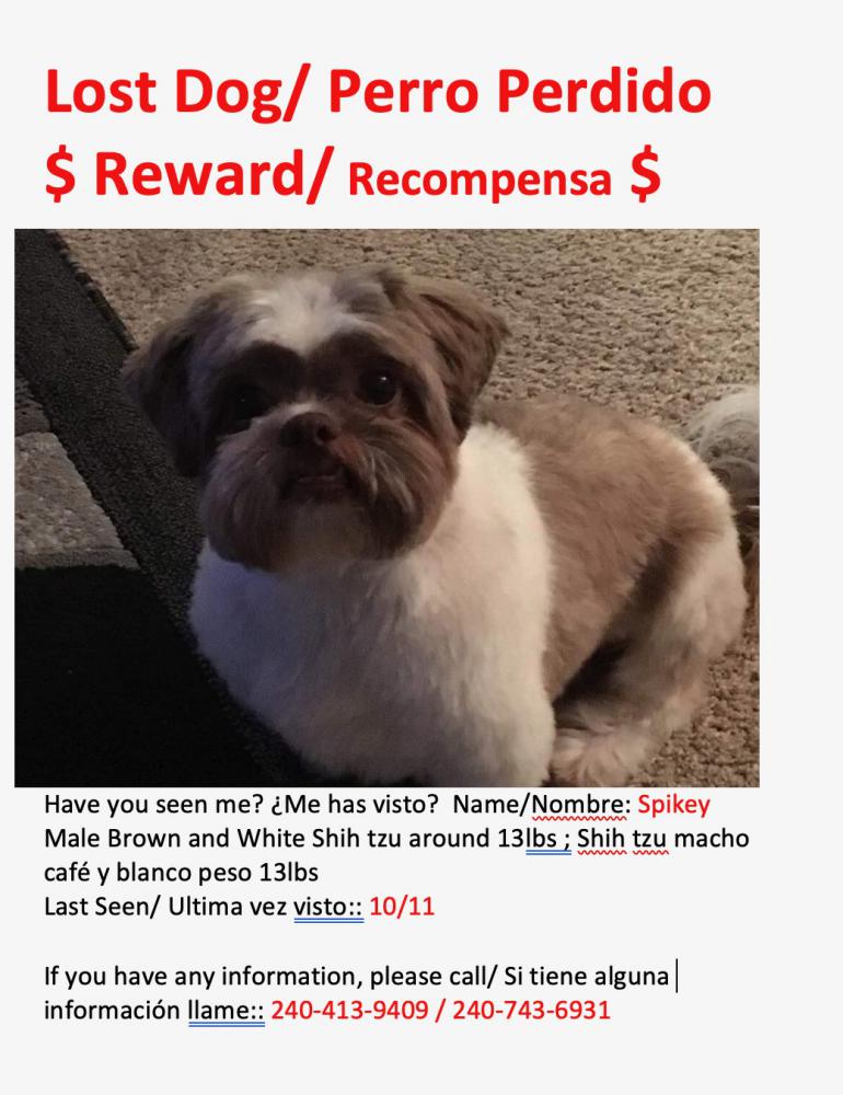 Image of Spikey, Lost Dog