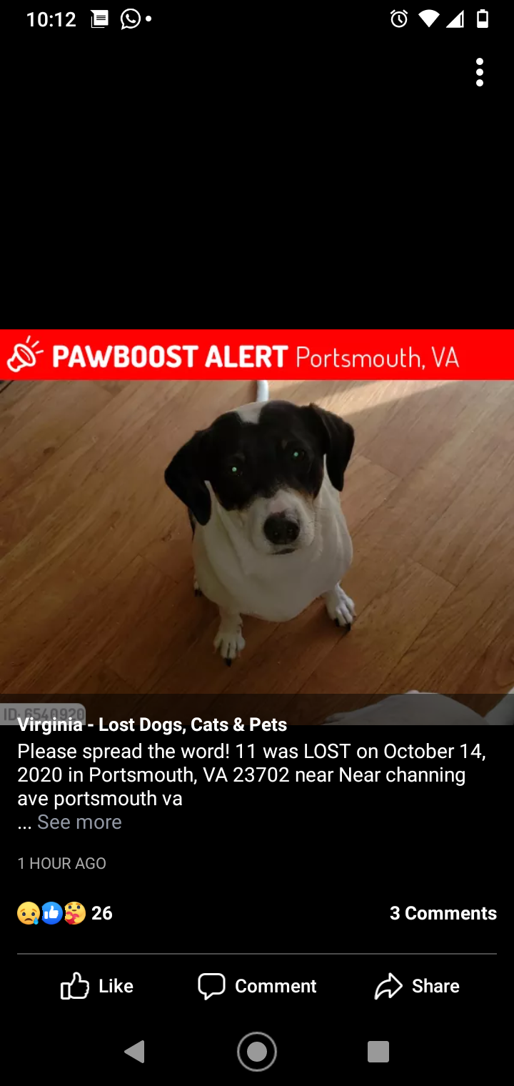 Image of 11, Lost Dog