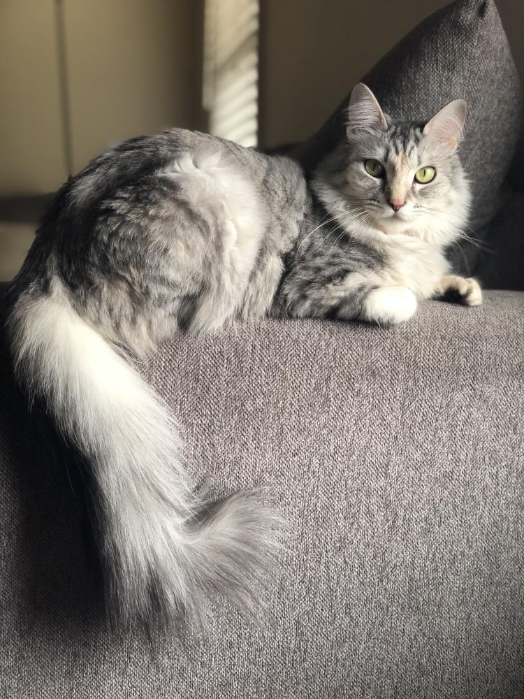 Image of Kaya, Lost Cat