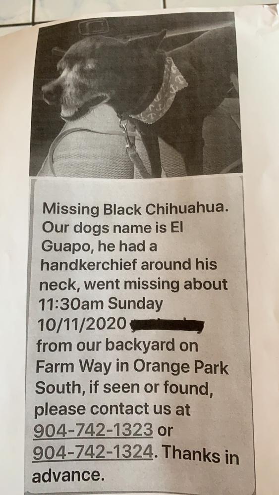Image of El Guapo, Lost Dog
