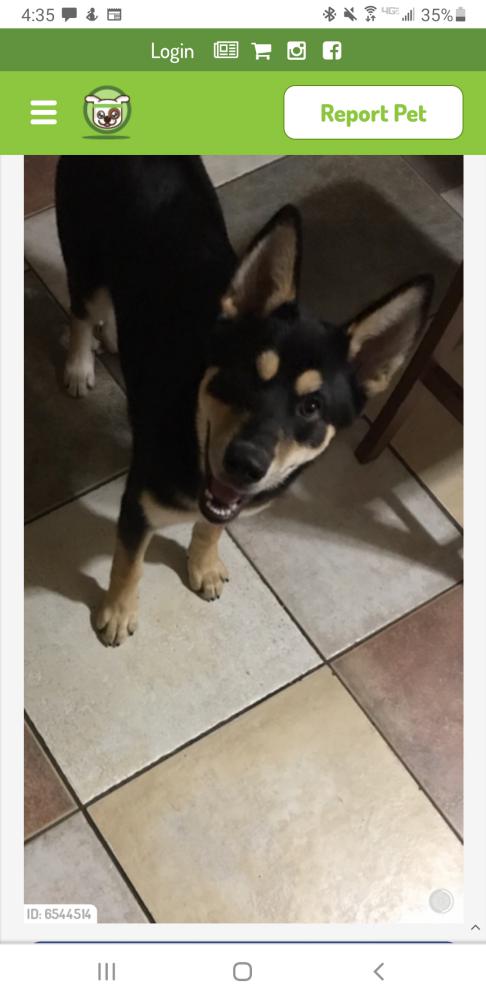 Image of Chevi, Lost Dog