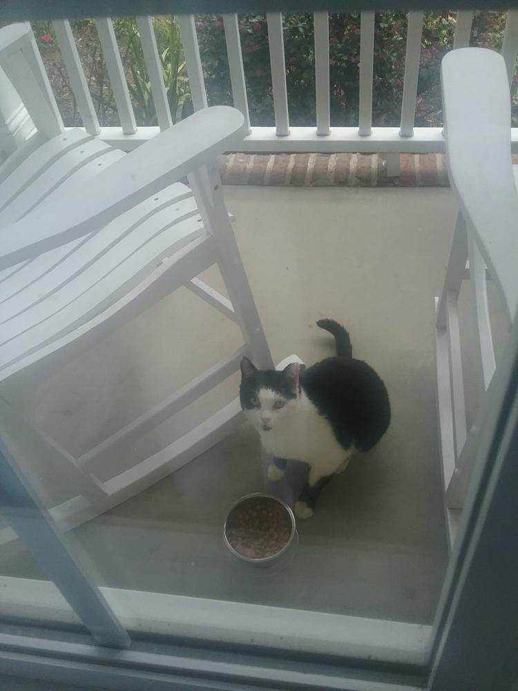 Image of Patchy, Lost Cat