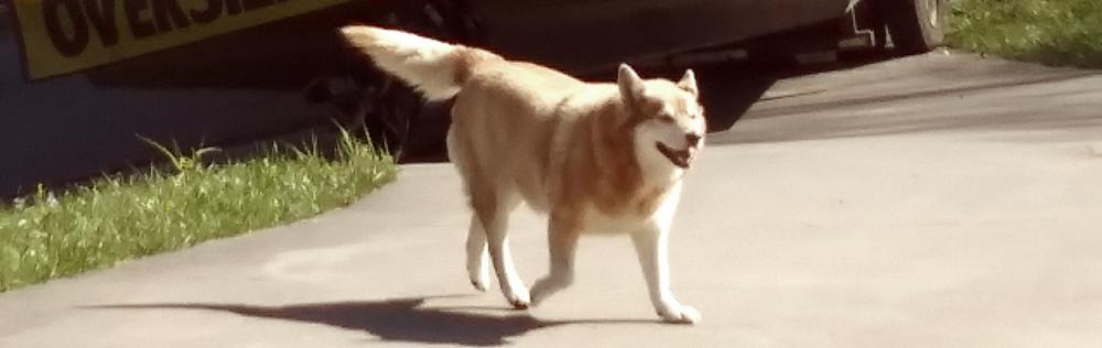 Image of Miah, Lost Dog