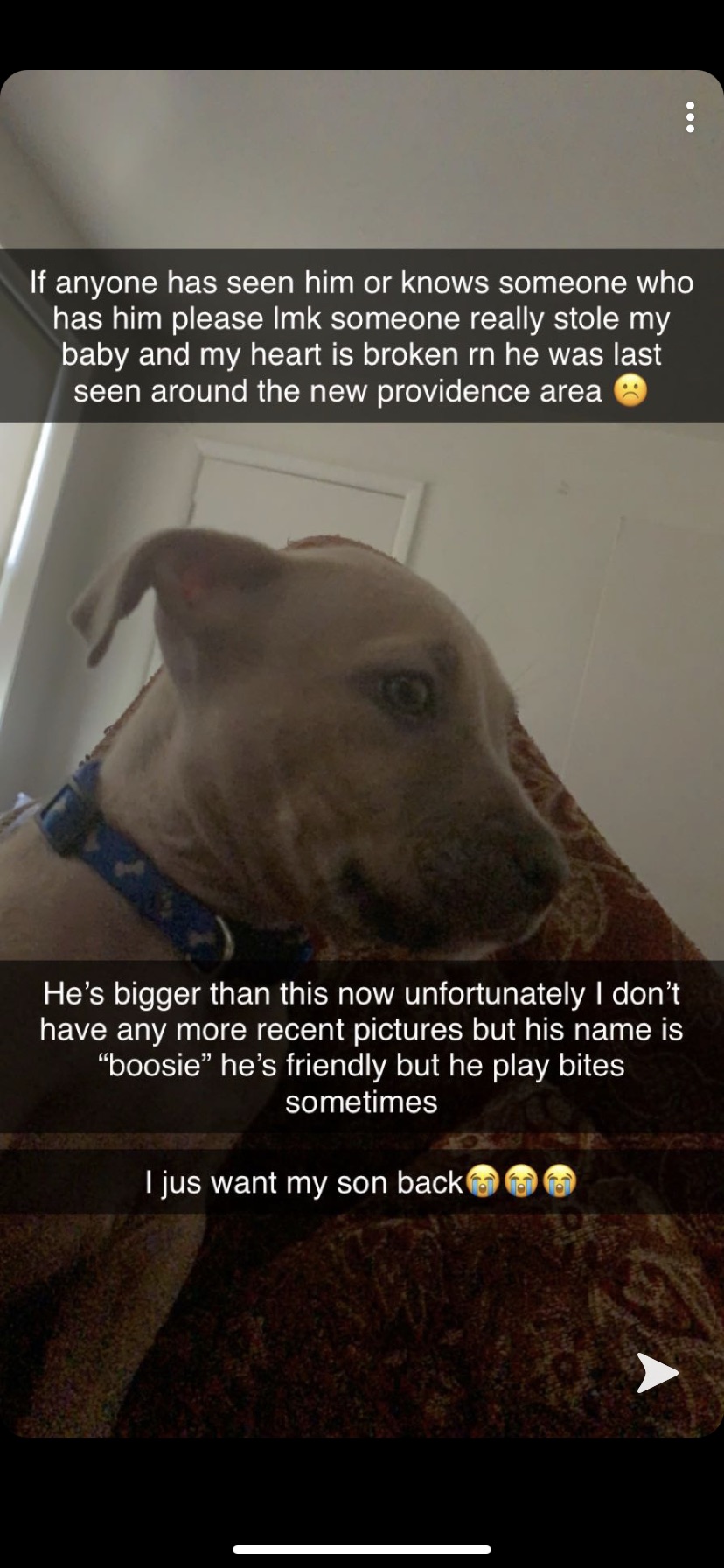 Image of Boosie, Lost Dog