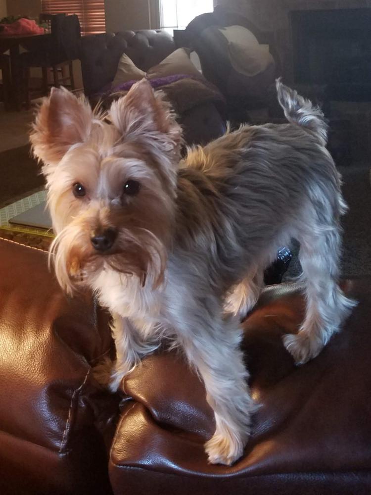 Image of Joey, Lost Dog