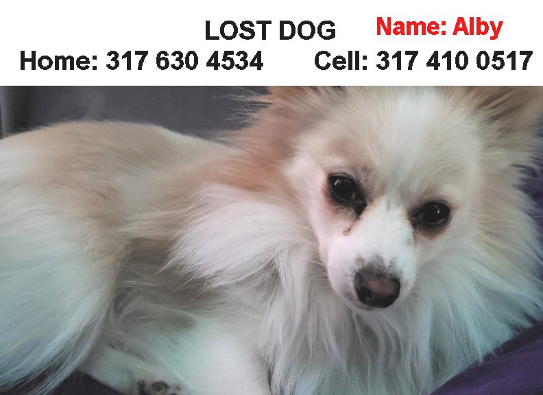 Image of Alby, Lost Dog