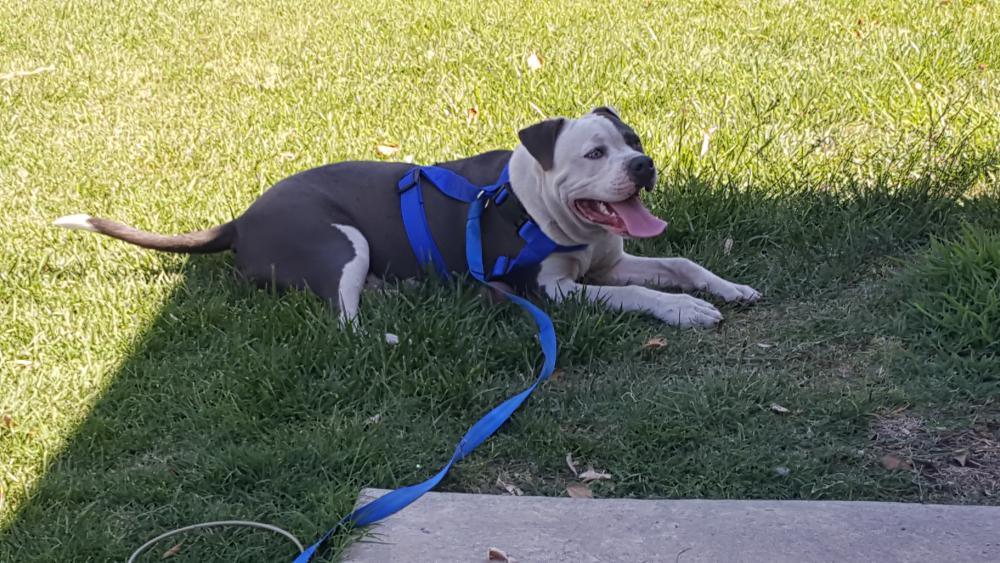 Lost Dog Pit Bull in STOCKTON, CA - Lost My Doggie