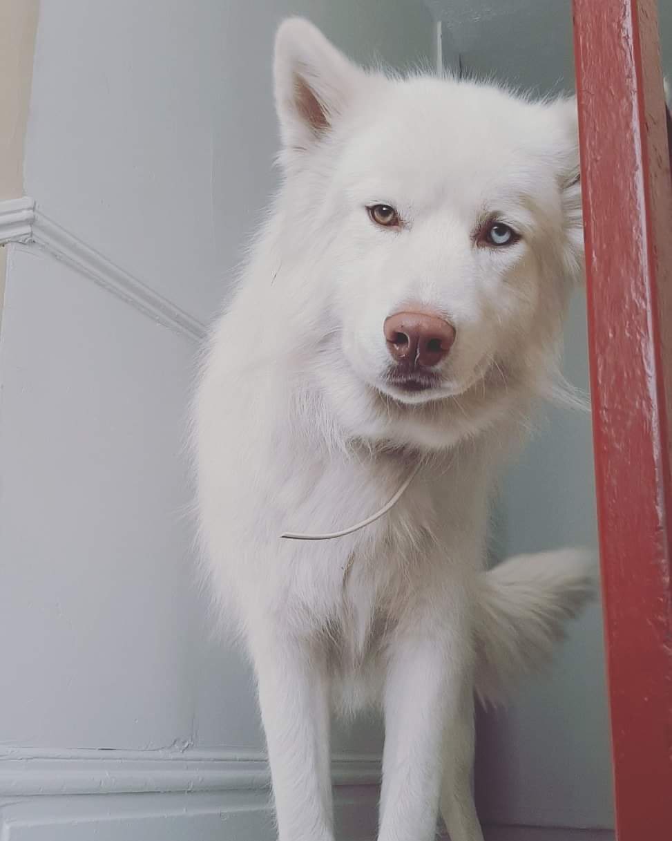 Image of Cloud, Lost Dog