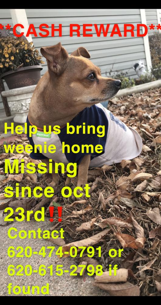 Image of Weenie, Lost Dog