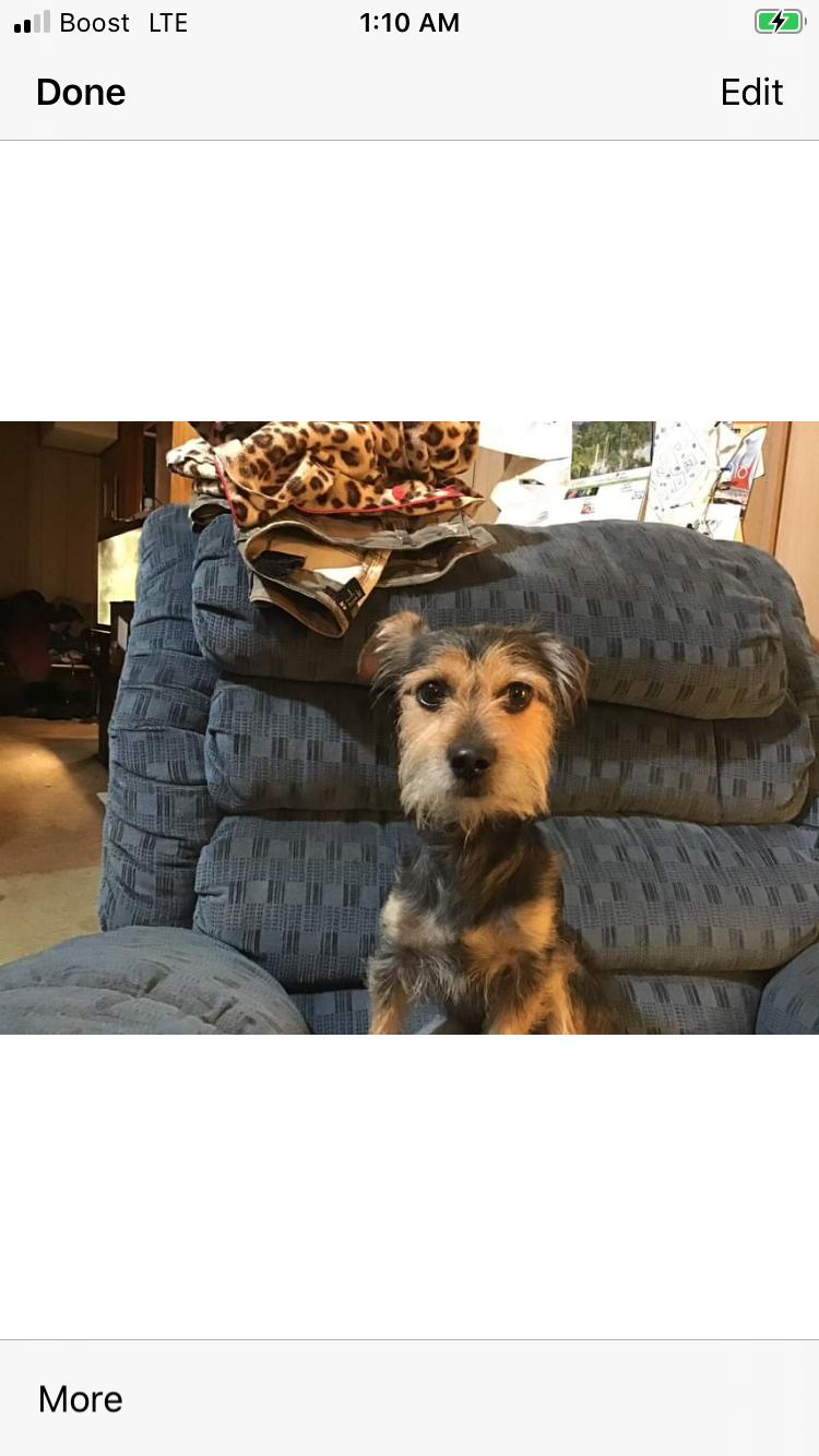 Image of Zues, Lost Dog