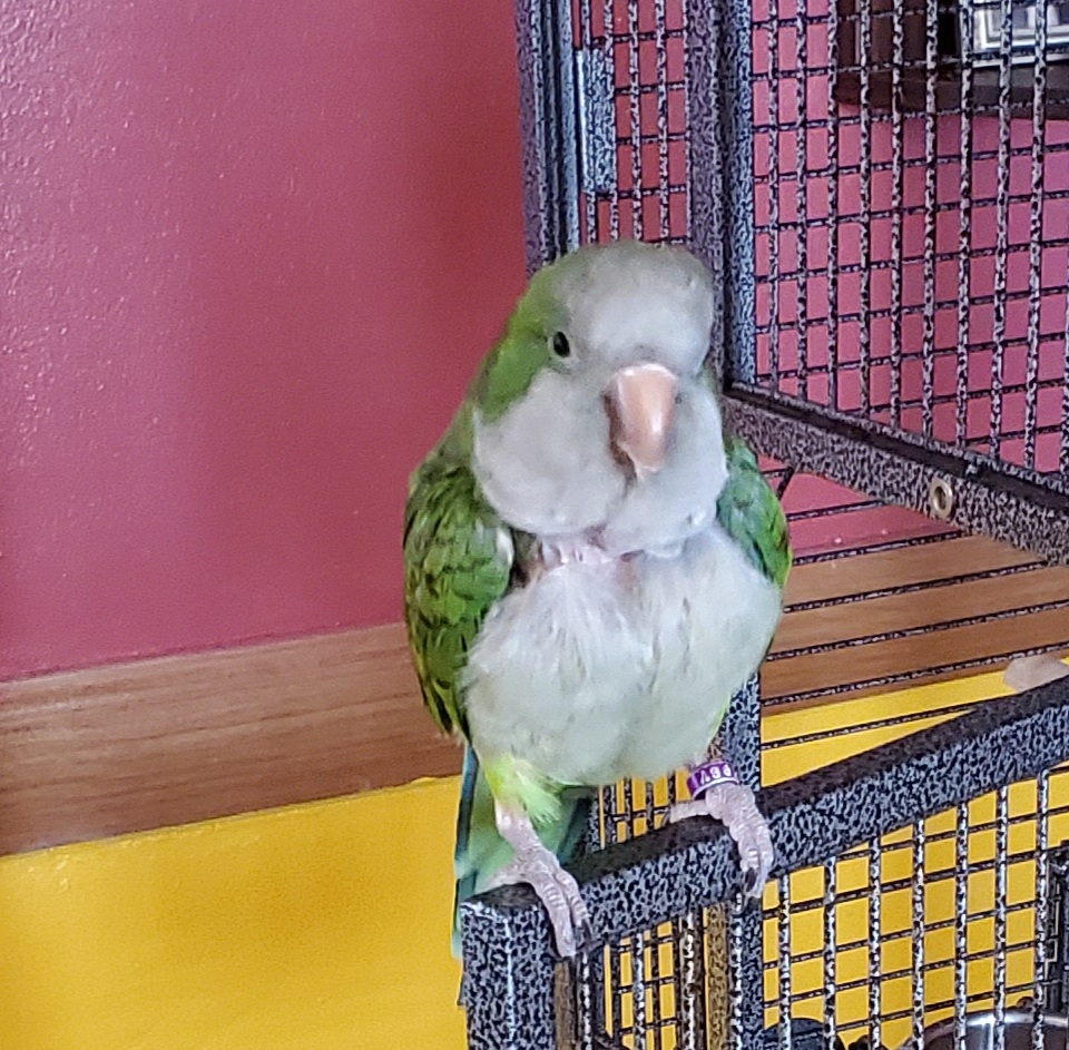 Image of Sparky, Lost Bird