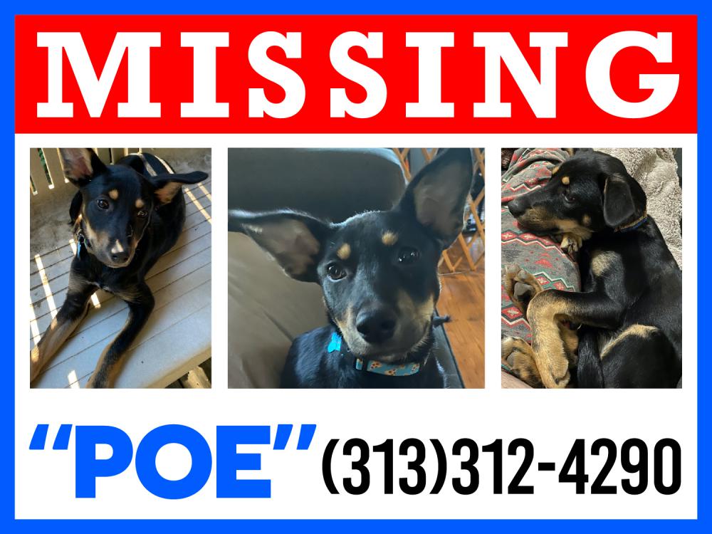 Image of Poe, Lost Dog