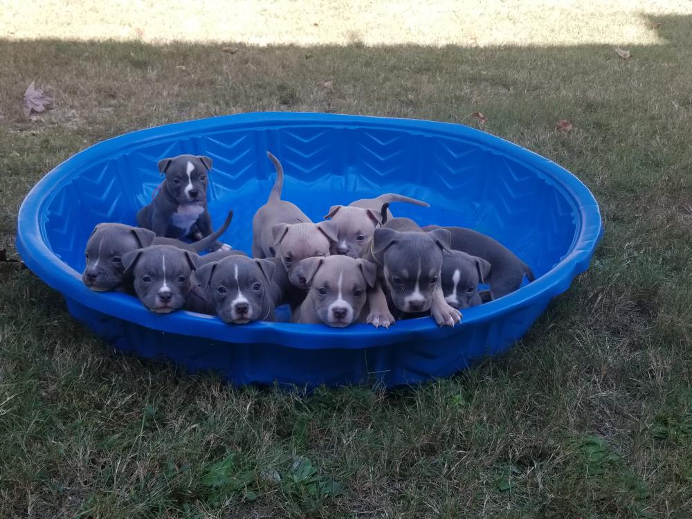 Image of 10 bully pups, Lost Dog