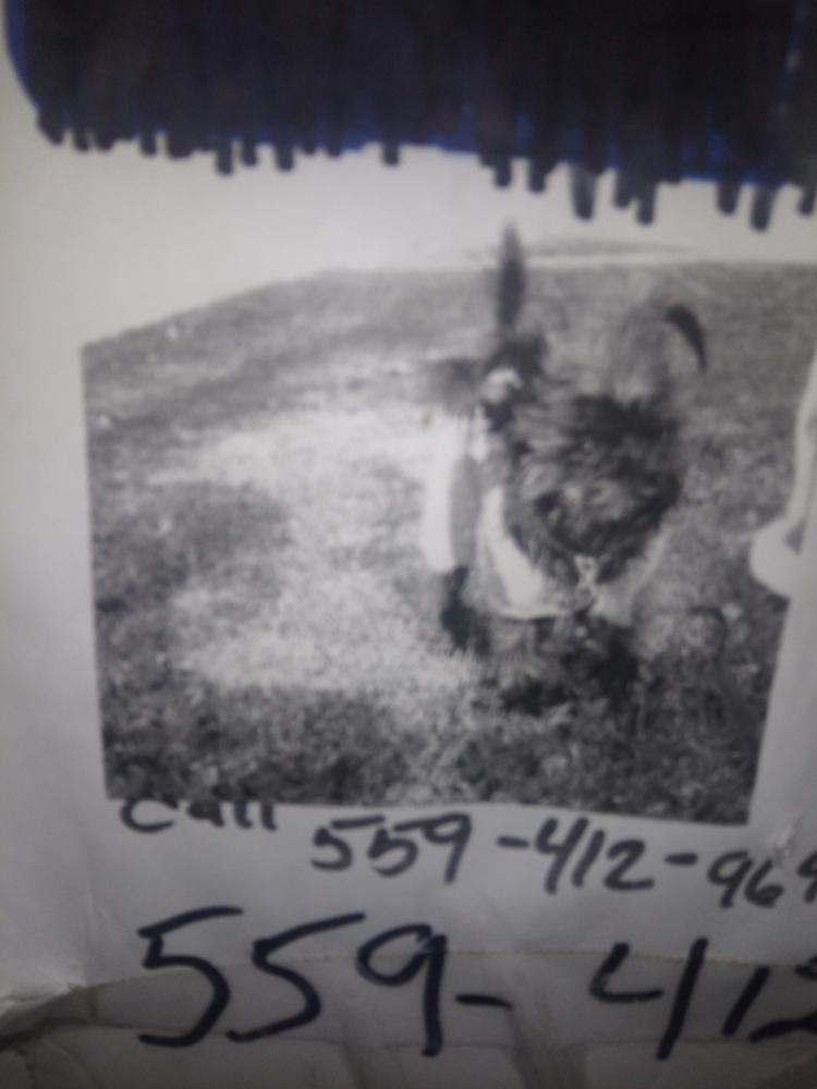 Image of Brian, Lost Dog