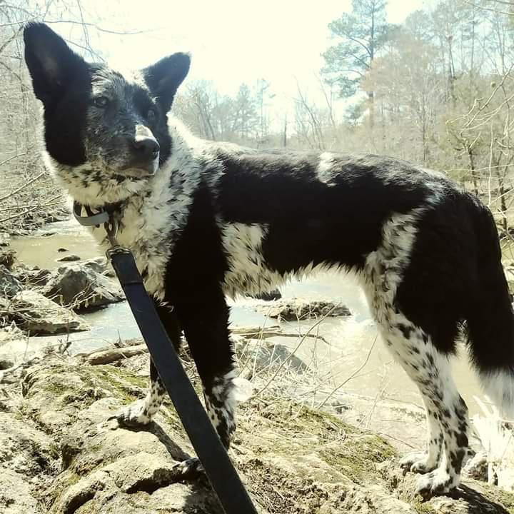 Image of Anika, Lost Dog