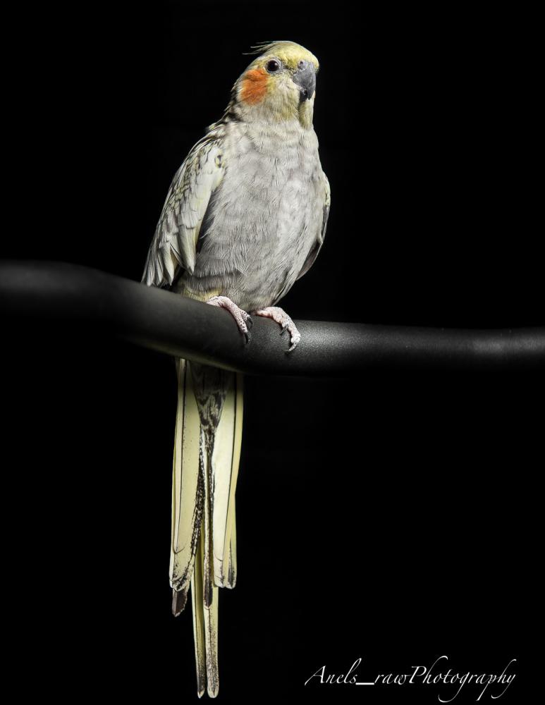 Image of Romeo, Lost Bird