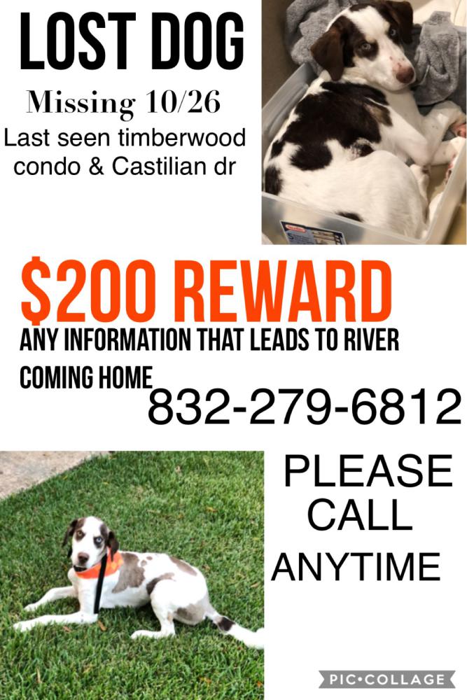 Image of river, Lost Dog