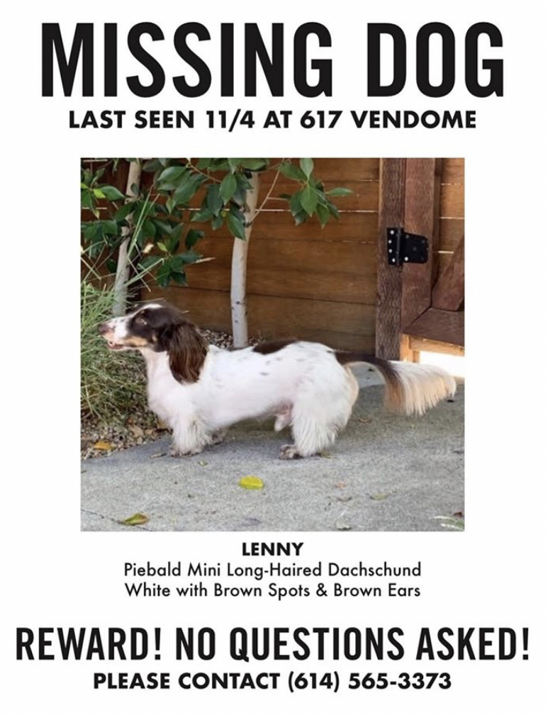 Image of Lenny, Lost Dog