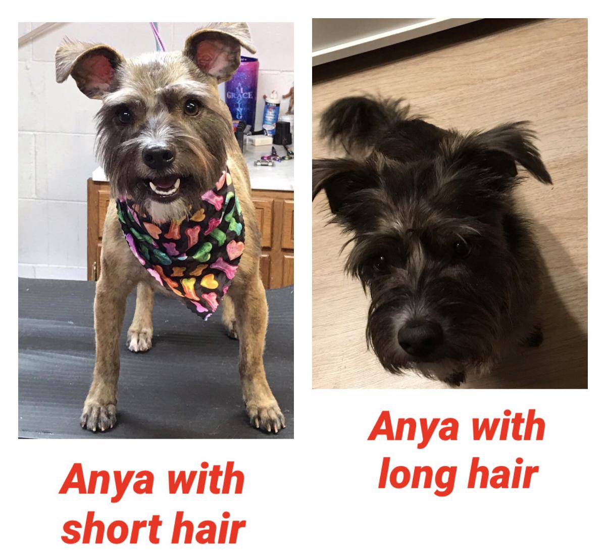 Image of Anya, Lost Dog