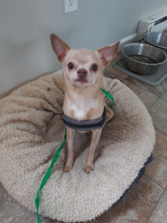 Image of Blue-chihuahua, Lost Dog