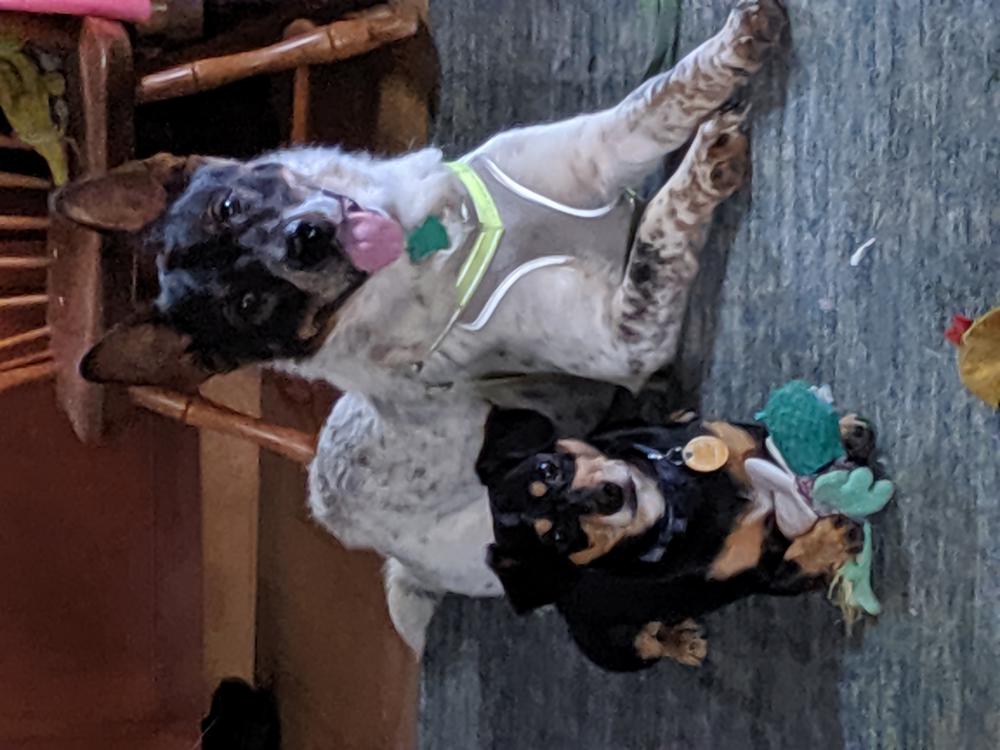 Image of Astro and tommy, Lost Dog