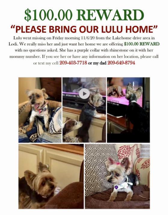 Image of LULU, Lost Dog