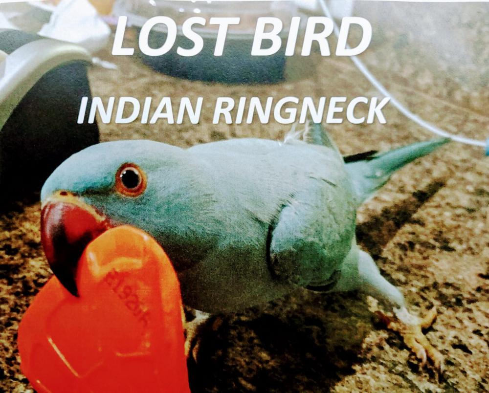 Image of Bob, Lost Bird