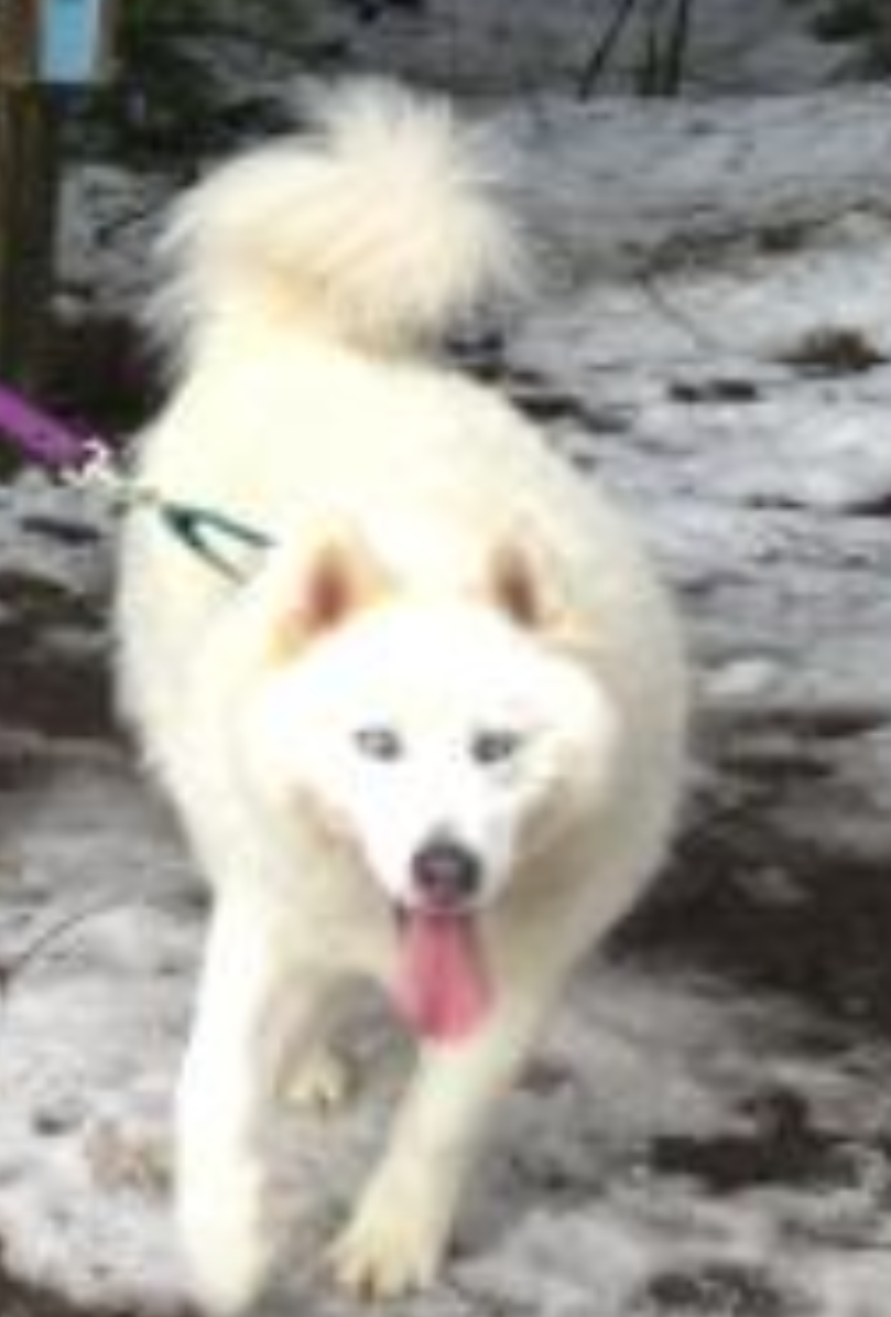 Image of Hakon, Lost Dog