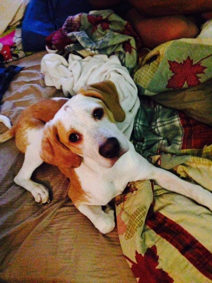 Image of Coraline, Lost Dog