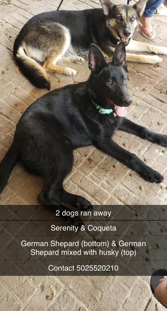 Image of Serenity, Lost Dog