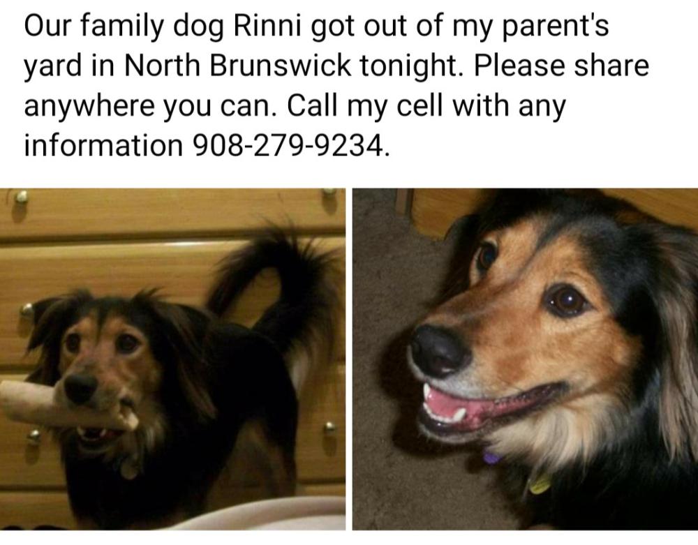 Image of Rinni, Lost Dog